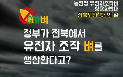 전북에서 유전자조작 벼를 생산한다고?