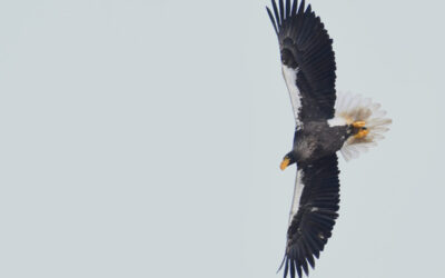 🐦[새만금신공항 취소소송 인용촉구 기자회견]에 함께 해주세요!