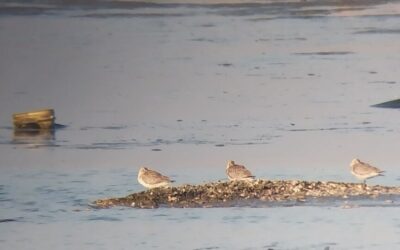 수라갯벌에 큰뒷부리도요가 도착하기 시작했어요!